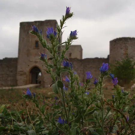 Villa Cammas De Bas *